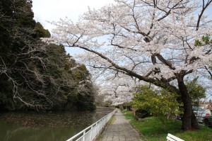 fig.4　長沼の桜