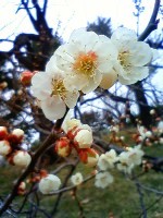 梅の花