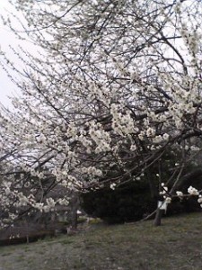 榴ヶ岡公園の梅の木